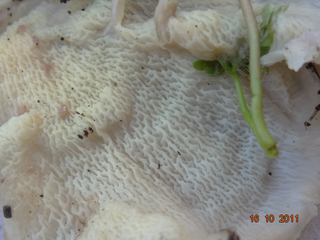 Prima che nevica... Quizzz